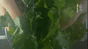 【面皮】1.鍋中水開時，放挑揀好的艾草和一撮小蘇打，第一遍煮開后倒掉，重新加水大火煮開后，小火煮1小時。煮爛的艾草用紗布瀝干。